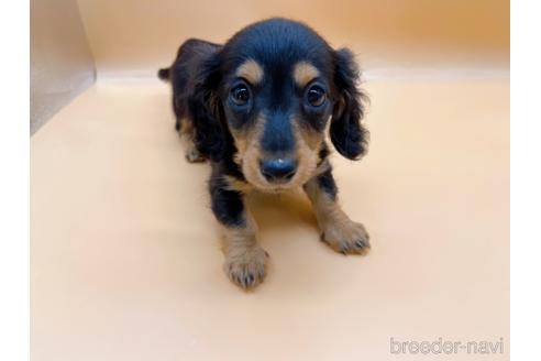 成約済の東京都のミニチュアダックスフンド(ロングヘアード)-171988の2枚目