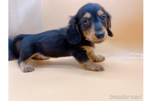 成約済の東京都のミニチュアダックスフンド(ロングヘアード)-171988の5枚目