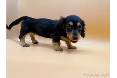 成約済の東京都のミニチュアダックスフンド(ロングヘアード)-171988の6枚目