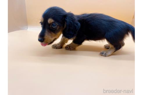 成約済の東京都のミニチュアダックスフンド(ロングヘアード)-171988の7枚目