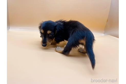 成約済の東京都のミニチュアダックスフンド(ロングヘアード)-171988の8枚目