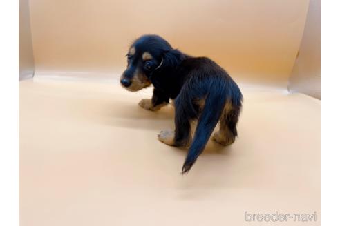 成約済の東京都のミニチュアダックスフンド(ロングヘアード)-171988の9枚目