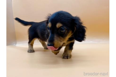 成約済の東京都のミニチュアダックスフンド(ロングヘアード)-171988の10枚目