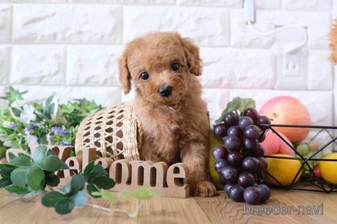 成約済の滋賀県のトイプードル-169983