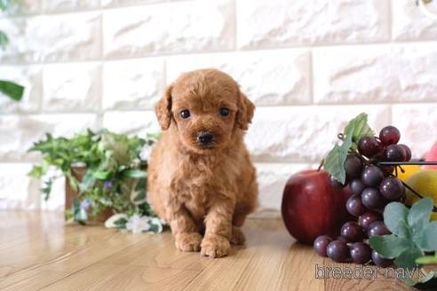 成約済の滋賀県のトイプードル-169983の3枚目