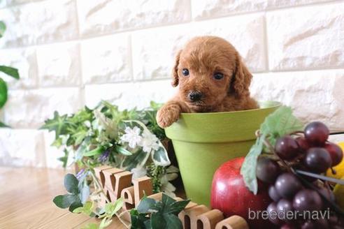 成約済の滋賀県のトイプードル-169983の2枚目