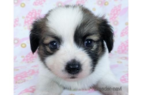 成約済の千葉県のミックス犬-171817の7枚目