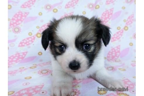 成約済の千葉県のミックス犬-171817の8枚目