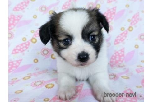 成約済の千葉県のミックス犬-171817の5枚目