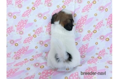 成約済の千葉県のミックス犬-171817の6枚目