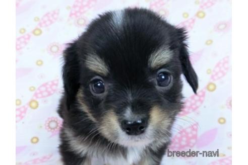 成約済の千葉県のミックス犬-171820の1枚目