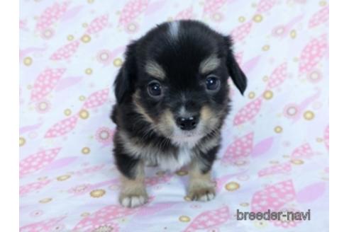 成約済の千葉県のミックス犬-171820の2枚目