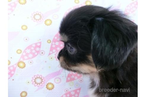 成約済の千葉県のミックス犬-171820の3枚目