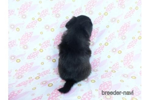 成約済の千葉県のミックス犬-171820の4枚目