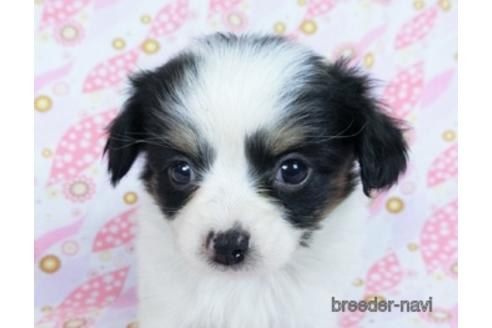 成約済の千葉県のミックス犬-171825の12枚目