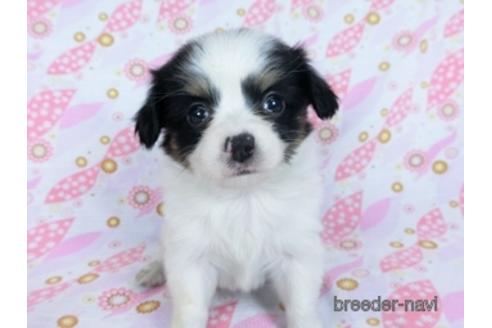 成約済の千葉県のミックス犬-171825の9枚目