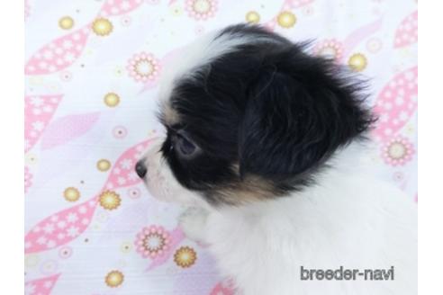 成約済の千葉県のミックス犬-171825の10枚目