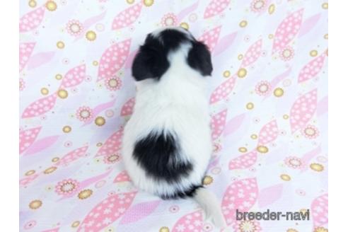 成約済の千葉県のミックス犬-171825の11枚目