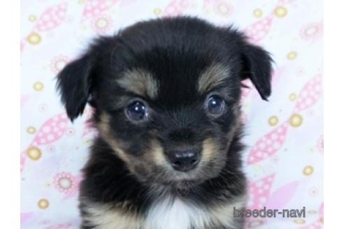 成約済の千葉県のミックス犬-171826の4枚目