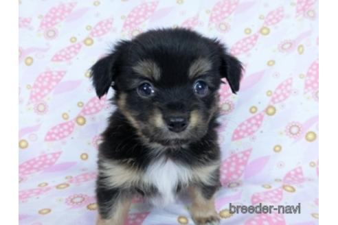 成約済の千葉県のミックス犬-171826の5枚目