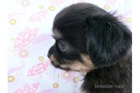 成約済の千葉県のミックス犬-171826の6枚目