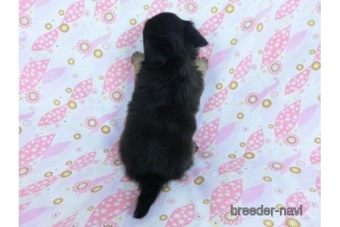 成約済の千葉県のミックス犬-171826の7枚目