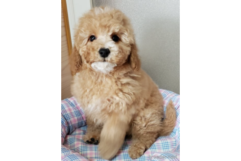 成約済の埼玉県のトイプードル-171837の2枚目