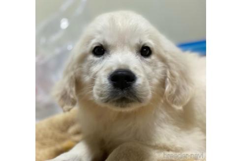 和歌山県のゴールデンレトリーバー 男の子 21 12 22生まれ 英国ゴールデンレトリバー 子犬id ブリーダーナビ