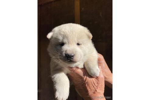 成約済の広島県の柴犬-168834の2枚目
