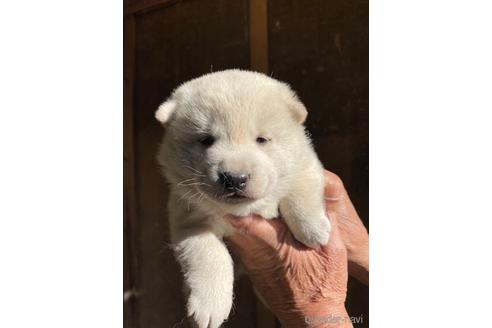 成約済の広島県の柴犬-168834の3枚目