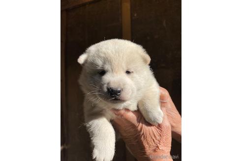 成約済の広島県の柴犬-168834の4枚目