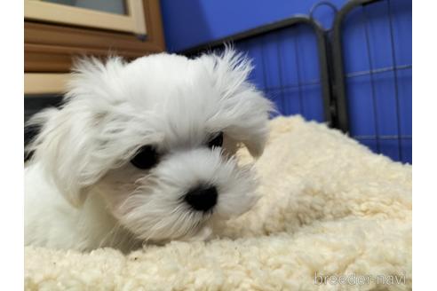 成約済の兵庫県のマルチーズ-171878の1枚目