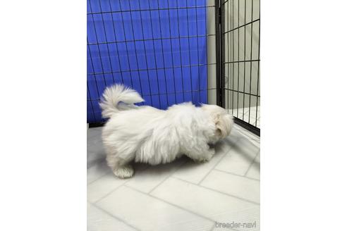 成約済の兵庫県のマルチーズ-171878の9枚目