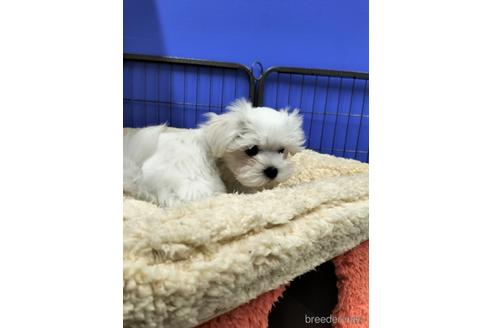 成約済の兵庫県のマルチーズ-171878の10枚目