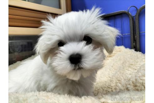 成約済の兵庫県のマルチーズ-171878の11枚目