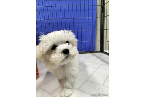 成約済の兵庫県のマルチーズ-171878の12枚目