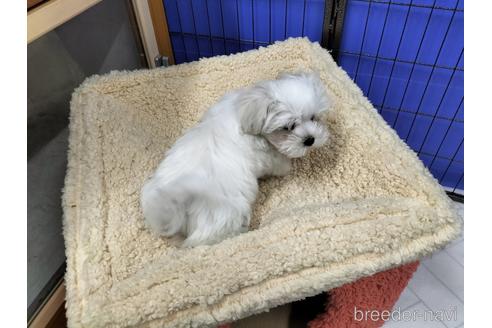 成約済の兵庫県のマルチーズ-171878の13枚目