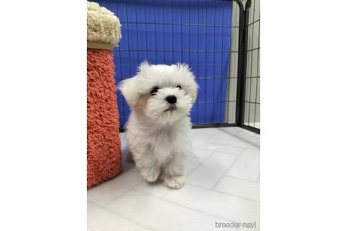 成約済の兵庫県のマルチーズ-171878の15枚目