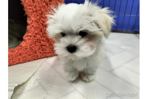 成約済の兵庫県のマルチーズ-171878の16枚目