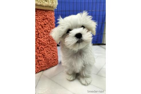 成約済の兵庫県のマルチーズ-171878の2枚目