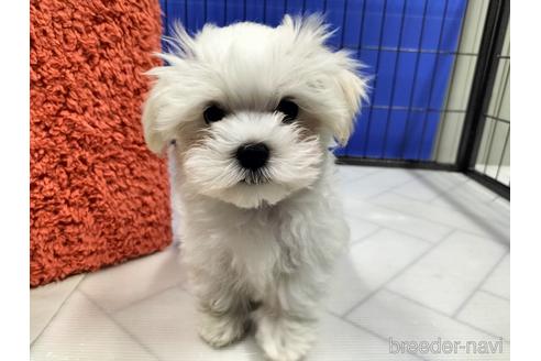 成約済の兵庫県のマルチーズ-171878の3枚目