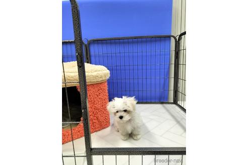 成約済の兵庫県のマルチーズ-171878の4枚目