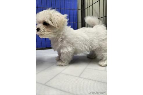 成約済の兵庫県のマルチーズ-171878の5枚目