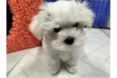 成約済の兵庫県のマルチーズ-171878の6枚目