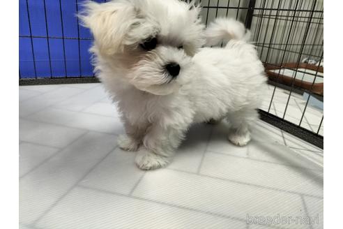 成約済の兵庫県のマルチーズ-171878の7枚目