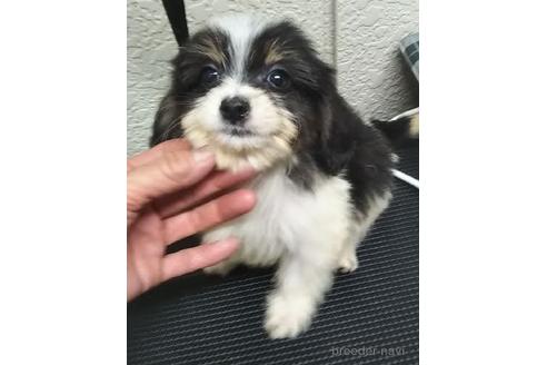 成約済の岐阜県のミックス犬-171900の1枚目