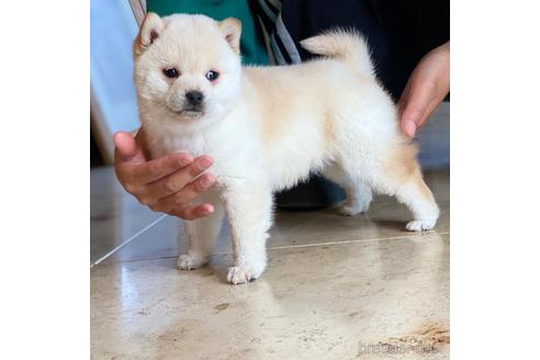 成約済の高知県の豆柴-171902の3枚目