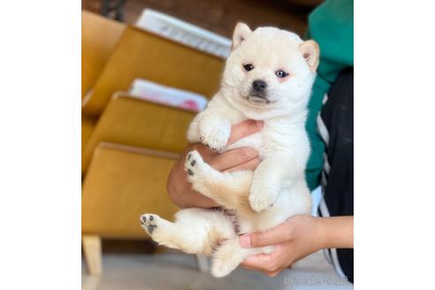 成約済の高知県の豆柴-171902の4枚目