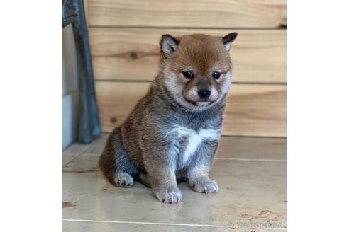 成約済の高知県の豆柴-171905の5枚目