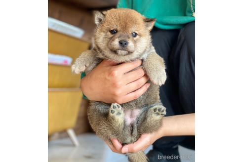 成約済の高知県の豆柴-171905の3枚目